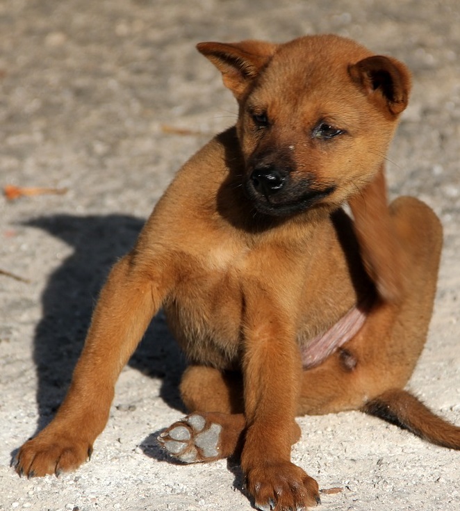 dog scratching