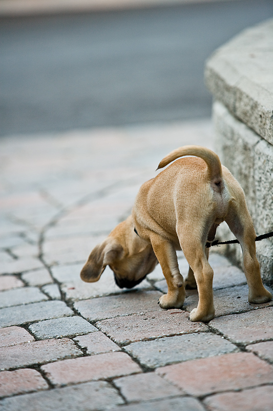 dog smell
