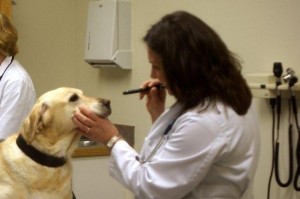 Senior Pet Care
