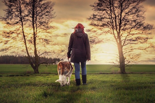 senior dog wellness