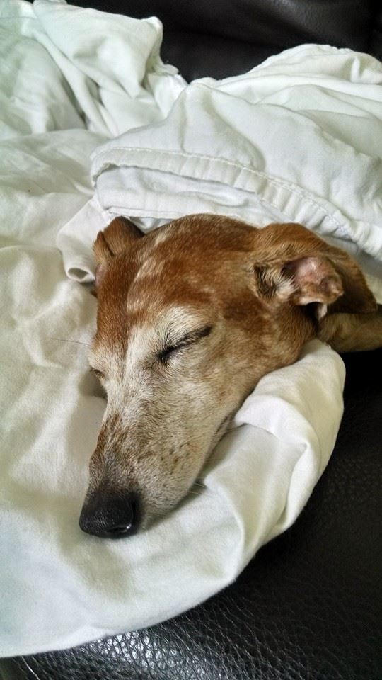 dogs and thunderstorms