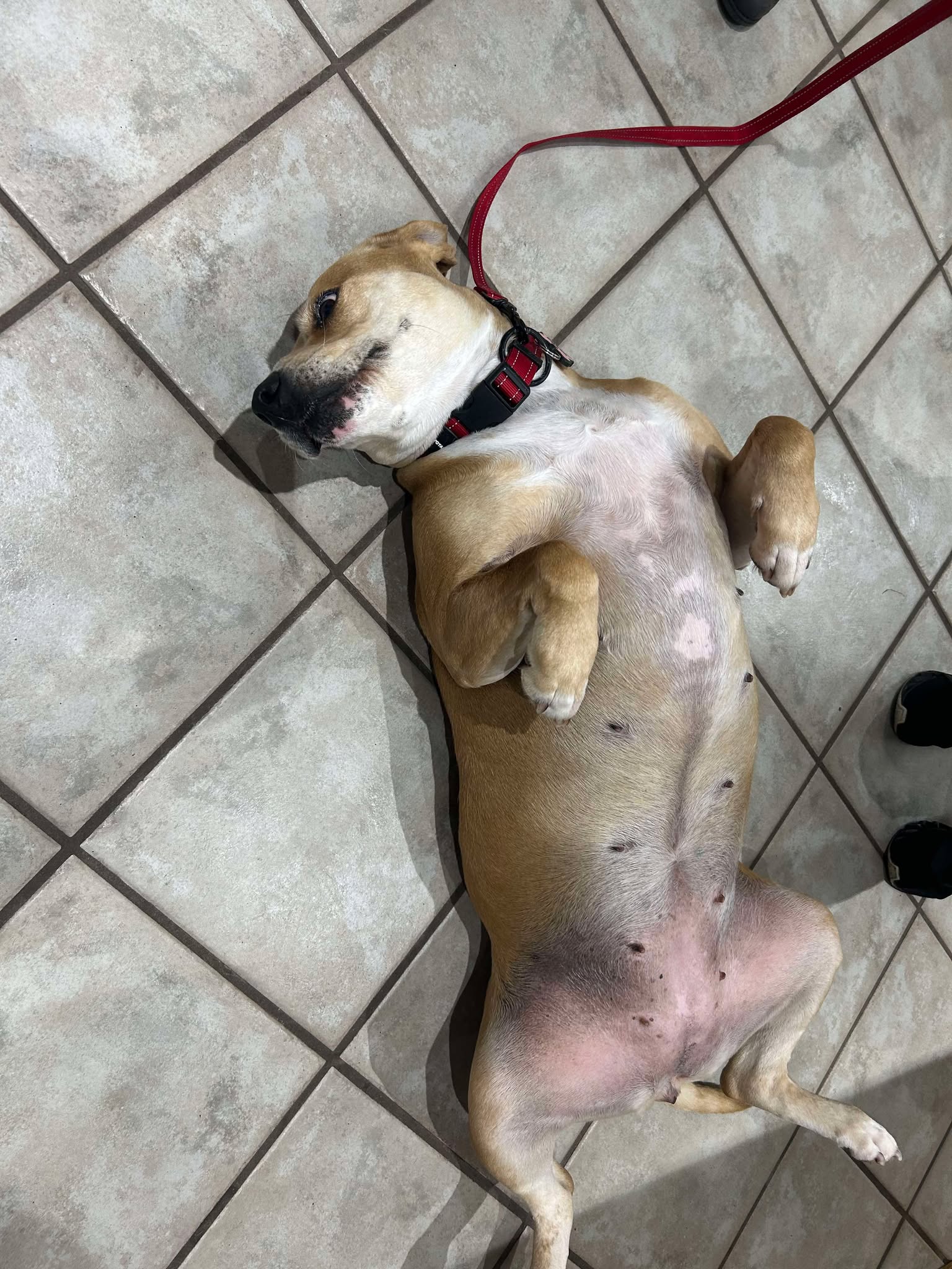 evaluating fas in dogs and cats