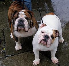 doggie daycare and boarding