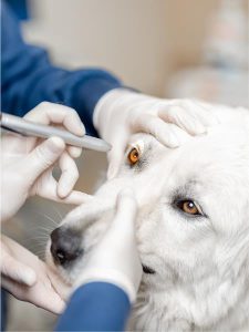 eye exams