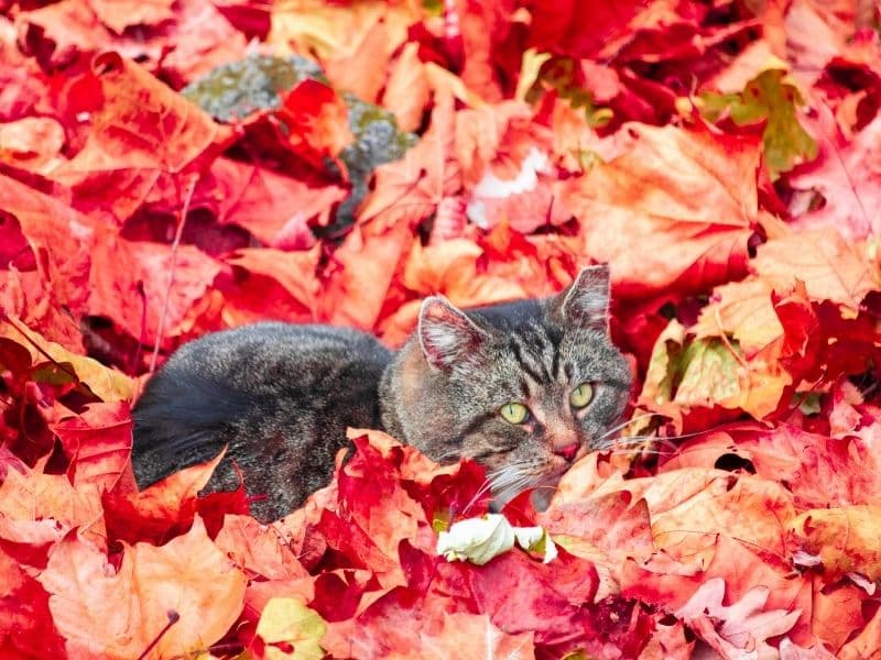 fall allergies for pets