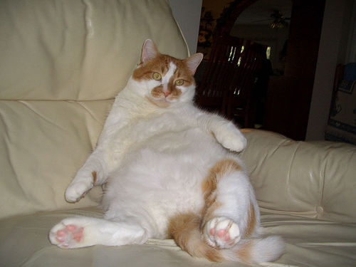 fat cat