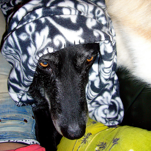 frightened dog