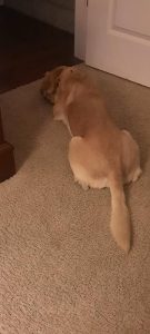 gilbert the curious dog