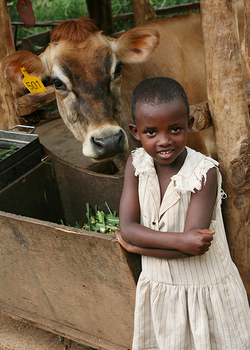 give a cow with heifer international