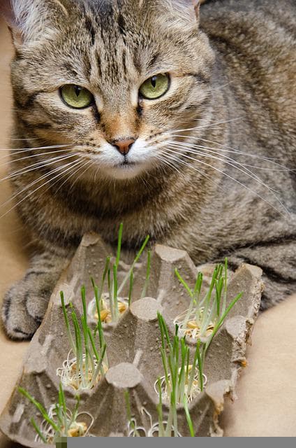 greens for your cat