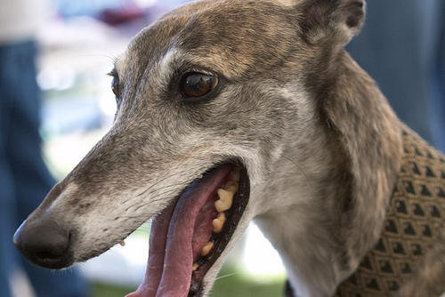 greyhound