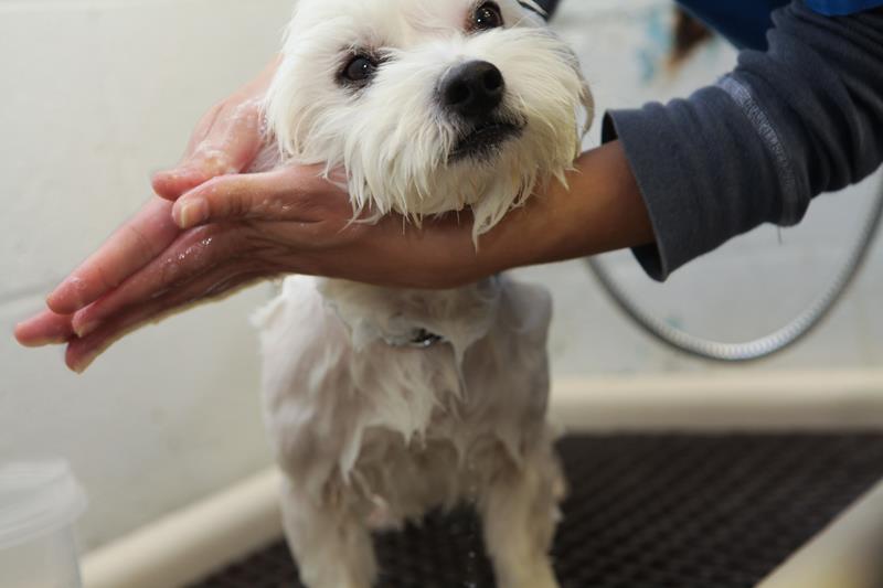 grooming bathing