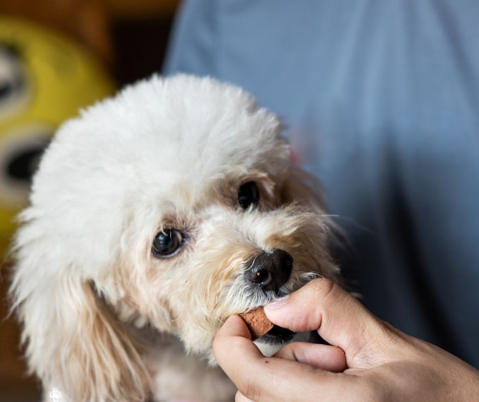 heartworm meds