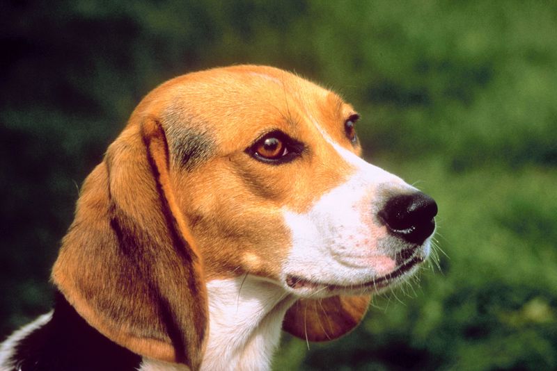 helping your dog overcome stress