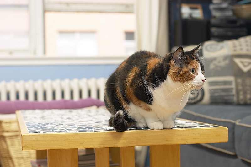 house cat