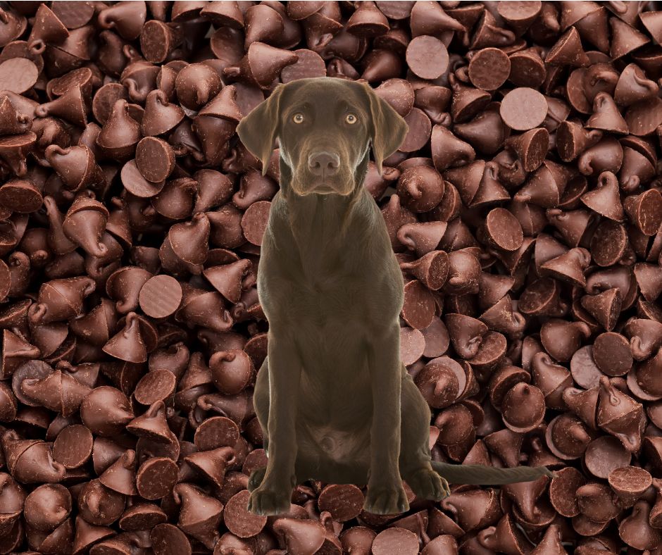 chocolate lab