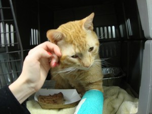 Injured Cat