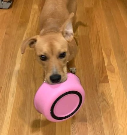 jessie thinks this is a cup (1)