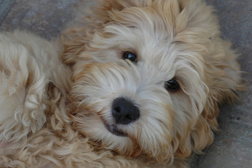 labradoodle