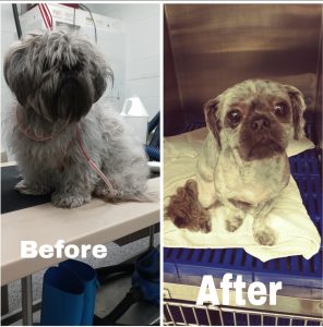medical shave down before after