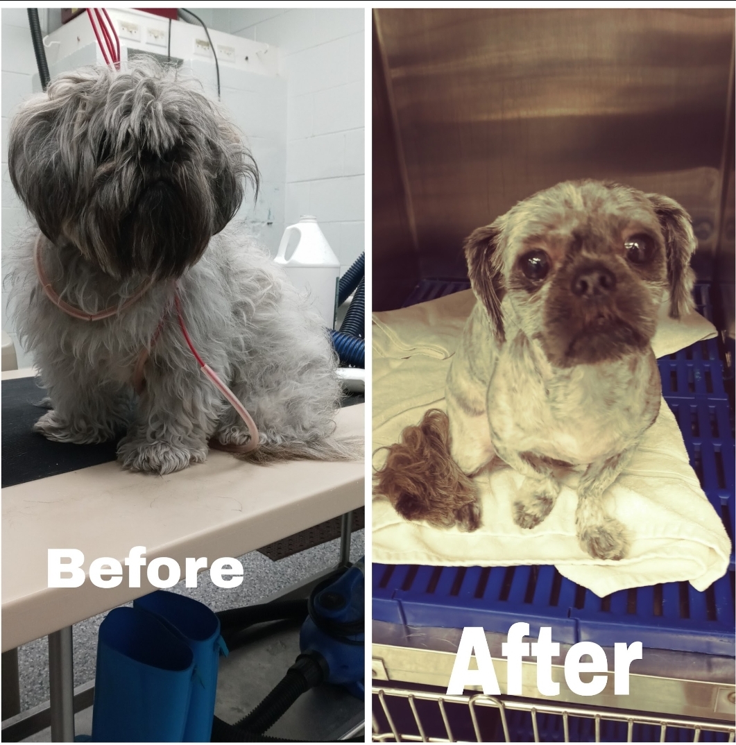 medical shave down before after