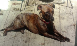 mixed breed dog