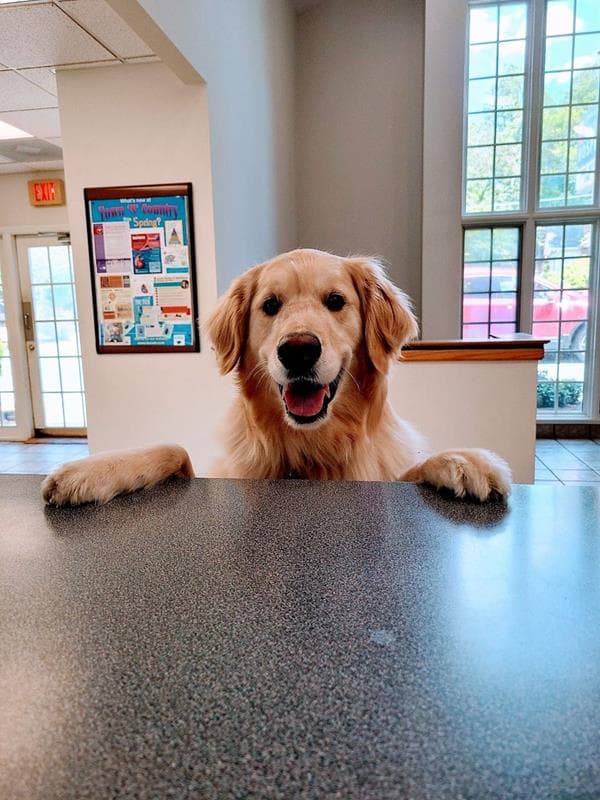 nail trim at the vet