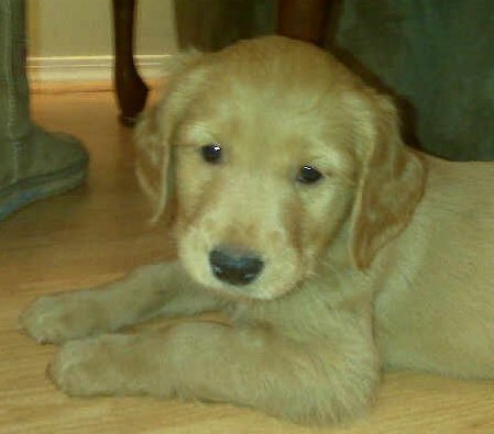 new puppy