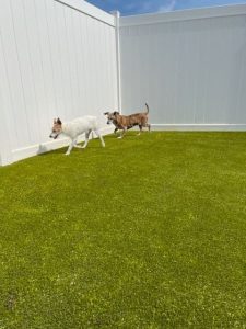 new turf