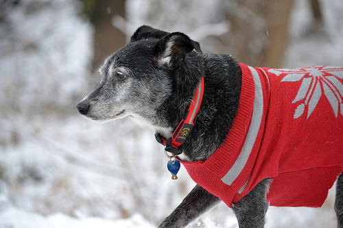 pet exercise in inclement weather