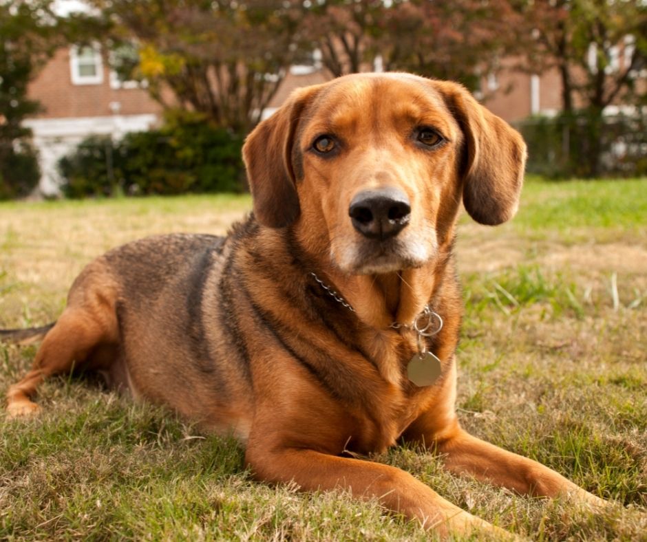 pet safety at home