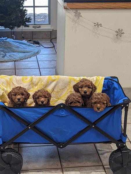 puppies