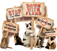 Revolution for cats