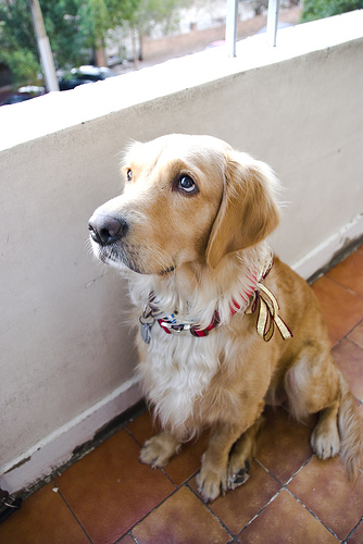 sad doggie with separation anxiety
