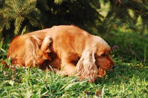 scratchy dog