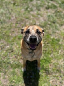senior dog