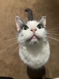 senior cat