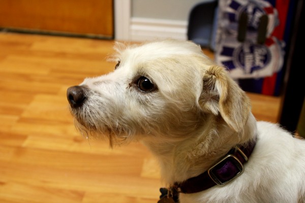 terrier holistic medicine