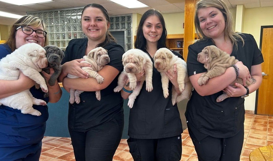 team with four puppies