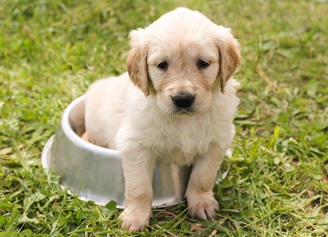 training a puppy