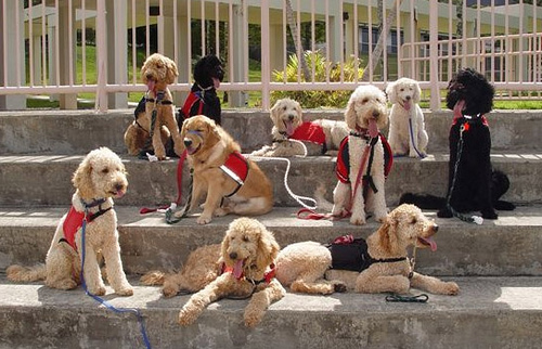 working dogs