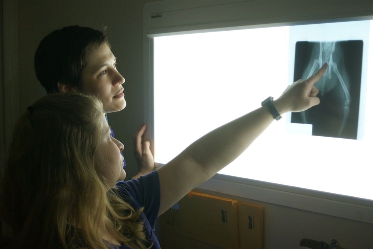 digital xrays