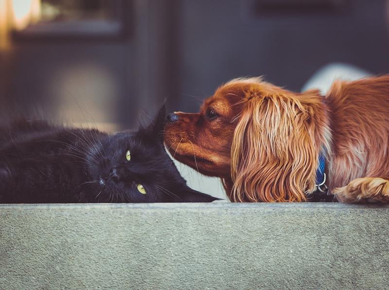 your pets and fleas