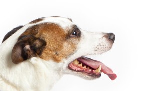 your-pets-bad-breath