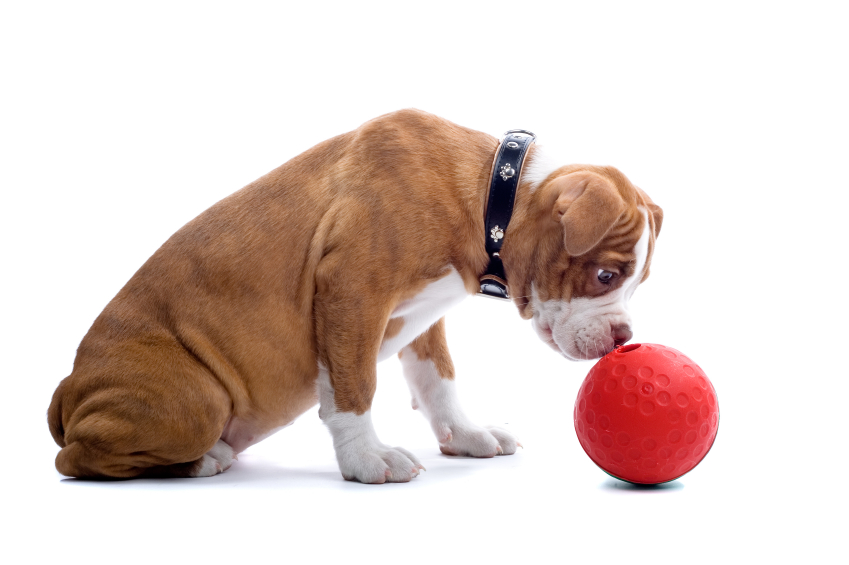 Healthy Dog Playing