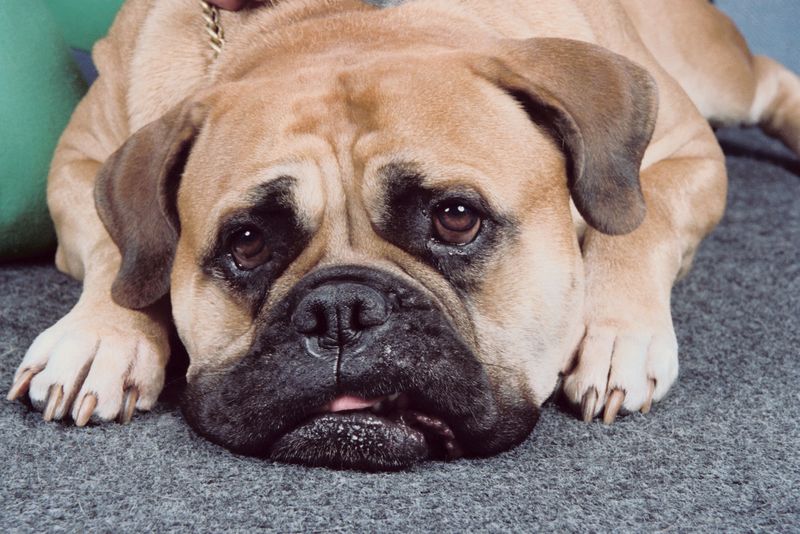 fat-dog.jpg