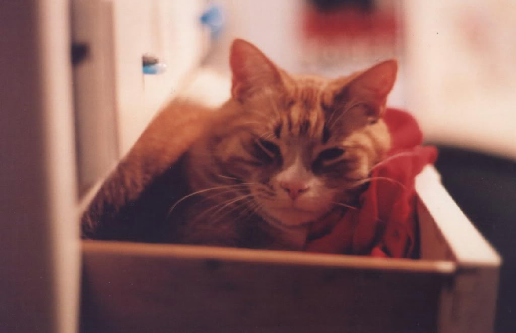 cat using drawer as litter box