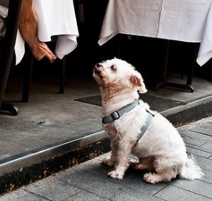 dog and table food