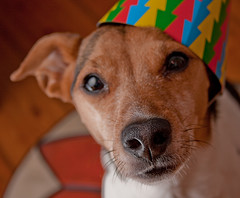 dog in party hat