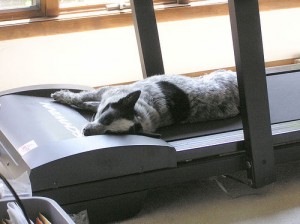 exercise dog on treadmill